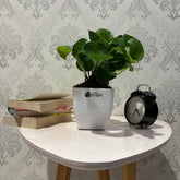 Global pothos, with 5.5 inches white decor pot